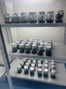 Experimento de micropropagação in vitro de genótipos de abacaxizeiro no Laboratório de Cultura de Tecidos de Plantas da Embrapa Amazônia Ocidental