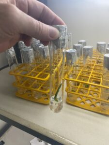 Experimento de micropropagação in vitro de genótipos inermes de pupunheira selecionados para produção de palmito no programa de melhoramento genético da Embrapa