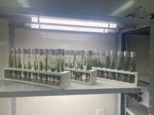 Parte da coleção in vitro de variedades tradicionais locais de abacaxizeiros cultivados no Amazonas mantida no Laboratório de Cultura de Tecidos de Plantas da Embrapa Amazônia Ocidental