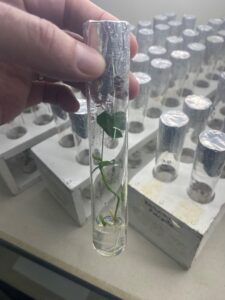 Micropropagação in vitro de genótipo de mandioca gerado no programa de melhoramento genético da Embrapa