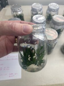 Micropropagação in vitro de genótipo de abacaxizeiro mantida no Laboratório de Cultura de Tecidos de Plantas da Embrapa Amazônia Ocidental